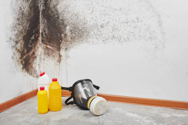 Best Local Mold Removal Service  in Ome, GA