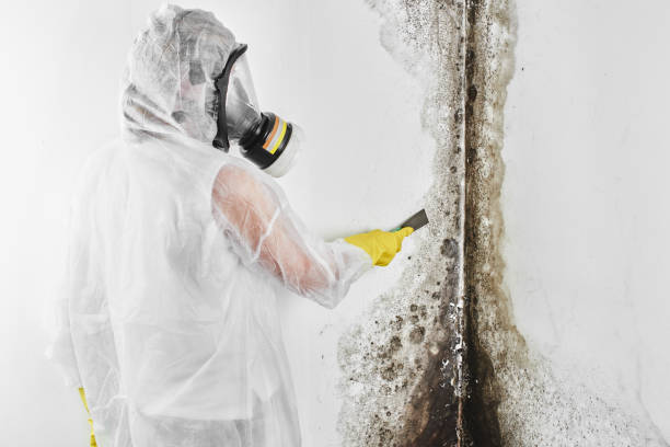 Best Office Mold Removal Services  in Ome, GA