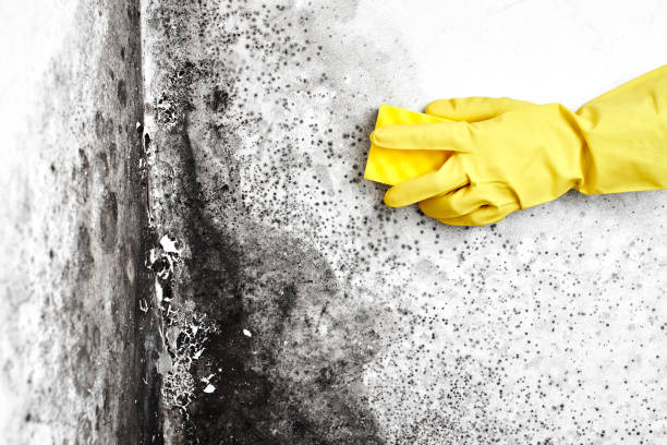 Best Toxic Mold Removal  in Ome, GA