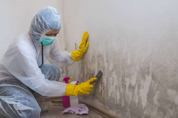 Best Residential Mold Removal  in Ome, GA