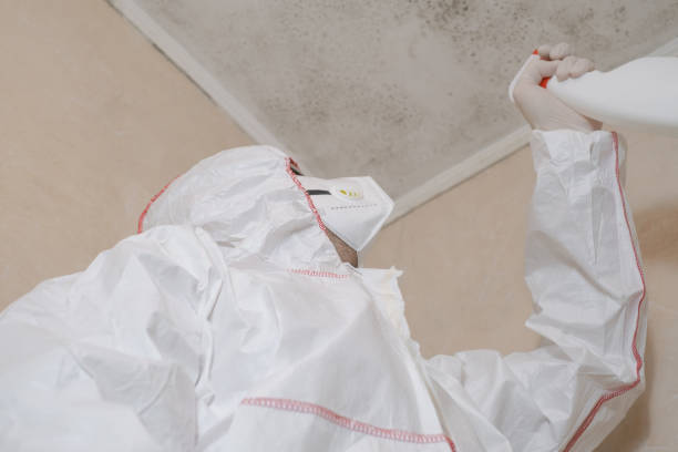 Best Mold Inspection  in Ome, GA