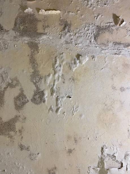 Best Affordable Mold Removal  in Ome, GA