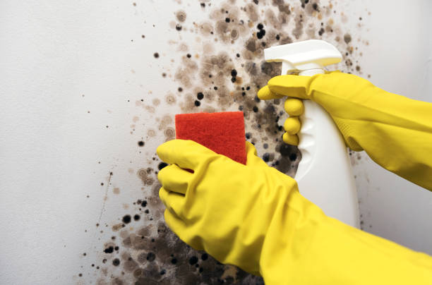 Certified Mold Removal in Omega, GA