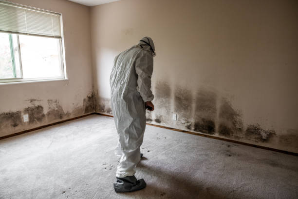 Best Mold Testing  in Ome, GA