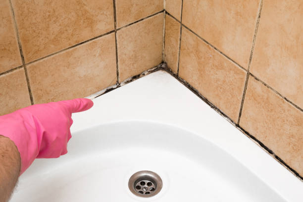 Best Fast Mold Removal  in Ome, GA
